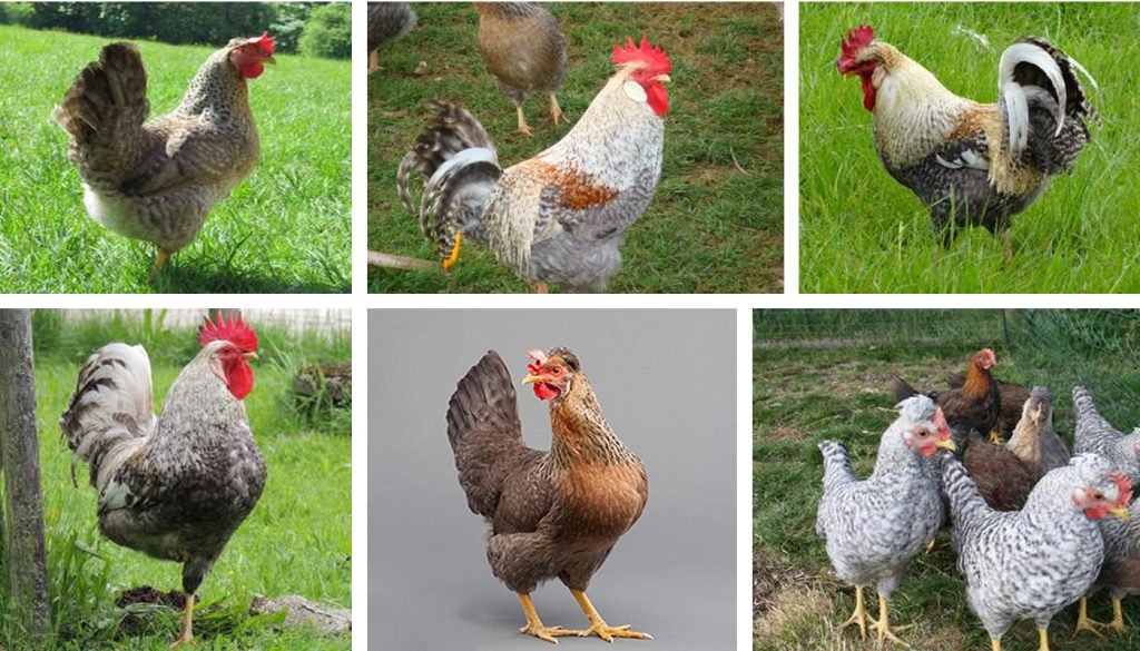 cách vô mồi cho gà đá cựa sắt cách vô mồi cho gà đá cựa sắt
