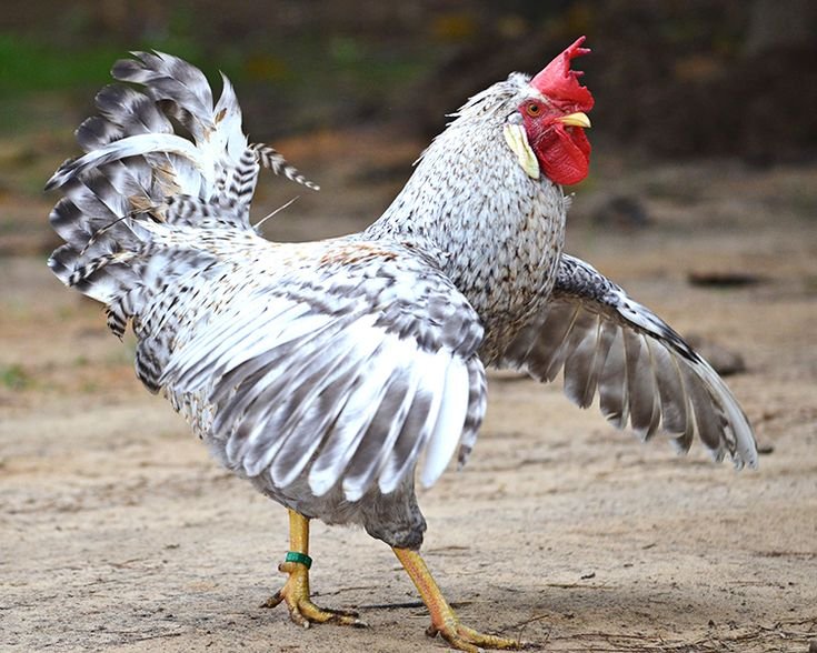 chợ tốt gà đá quan 10 chợ tốt gà đá quan 10
