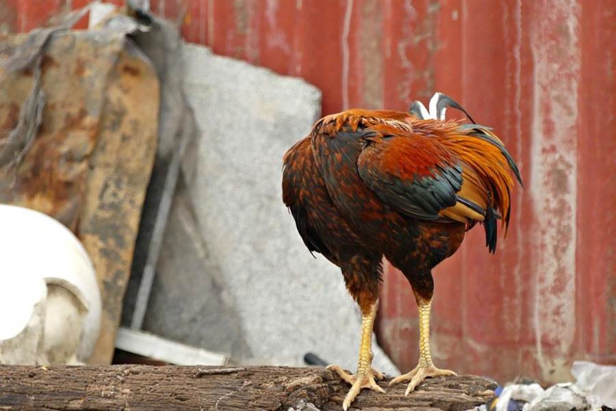 cách tiêm thuốc cho gà đá cách tiêm thuốc cho gà đá