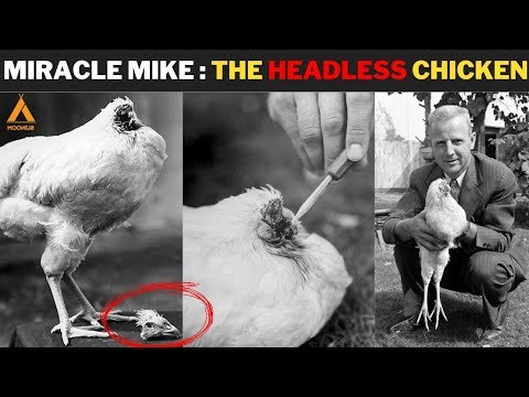 coi đá gà cực hay coi đá gà cực hay