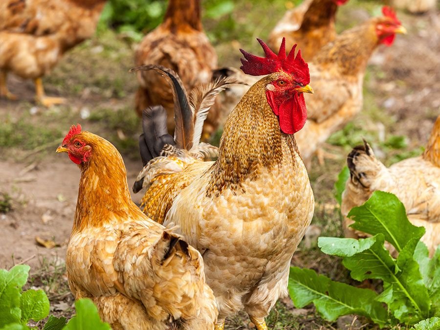 màu mắt gà đá màu mắt gà đá