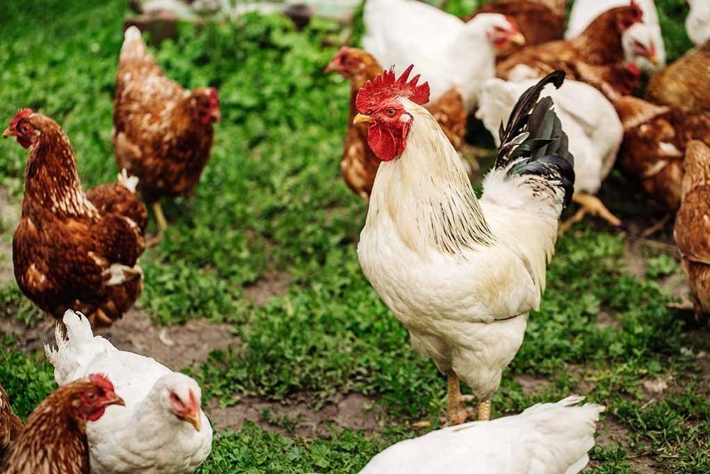 đá gà thomo trực tiếp ngày 5 tháng 11 đá gà thomo trực tiếp ngày 5 tháng 11