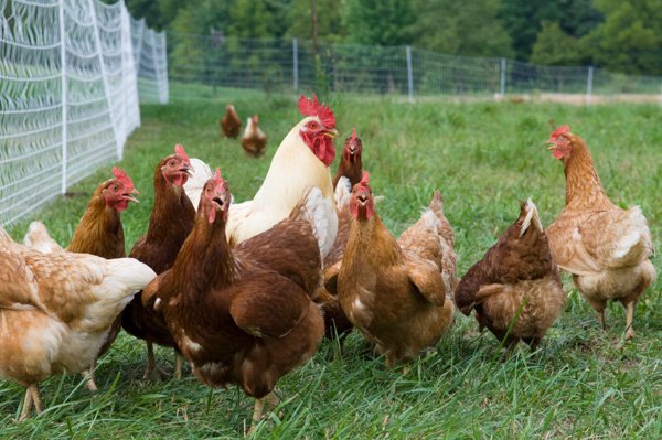 phá ổ đá gà ngày 22 tháng 6 năm 2019 phá ổ đá gà ngày 22 tháng 6 năm 2019