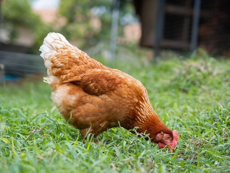 đá gà bến tre mới nhất đá gà bến tre mới nhất