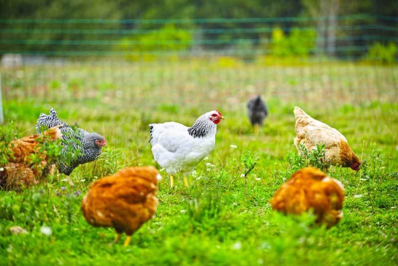 xem ngày đá gà chuối xem ngày đá gà chuối