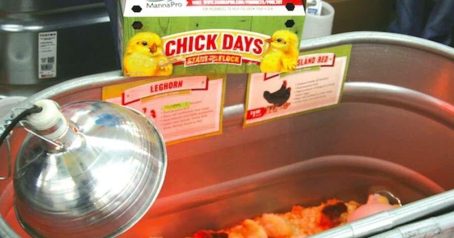cách nấu lẩu gà đá cách nấu lẩu gà đá
