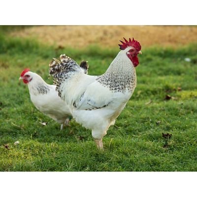 cách làm chuồng đổ gà đá,Cách Làm Chuồng Đổ Gà Đá cách làm chuồng đổ gà đá,Cách Làm Chuồng Đổ Gà Đá