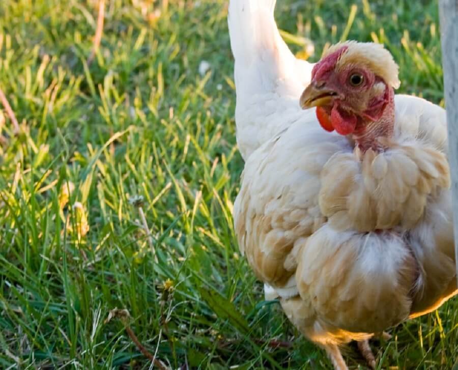 đá gà miền tây của sắt đá gà miền tây của sắt