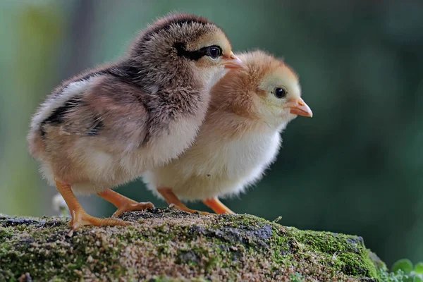 đá gà bị công an bắt phạt bao nhiêu đá gà bị công an bắt phạt bao nhiêu