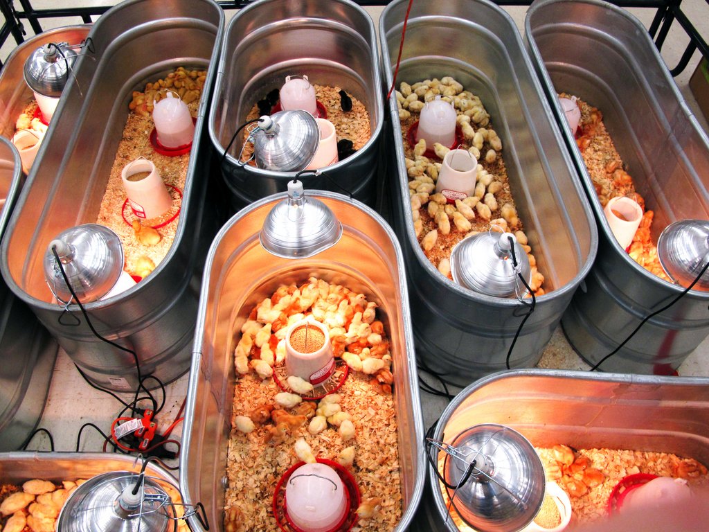 trại gà đá sóc trăng,Giới thiệu trại gà đá sóc trăng,Giới thiệu
