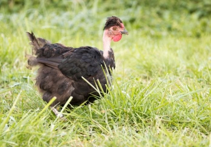 đá gà tre cựa dao đá gà tre cựa dao