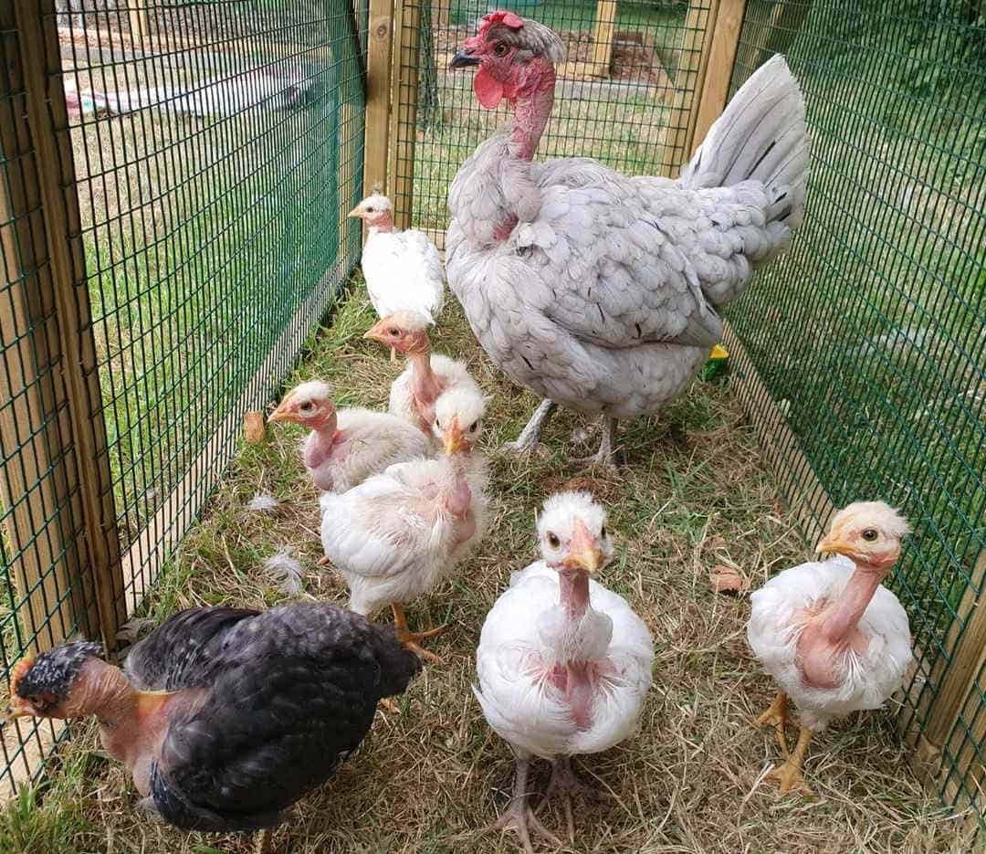cách nuôi gà đá bị gãy cánh cách nuôi gà đá bị gãy cánh