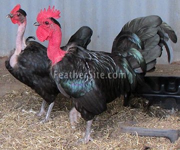 trực tiếp đá gà thomo 999 hôm nay trực tiếp đá gà thomo 999 hôm nay