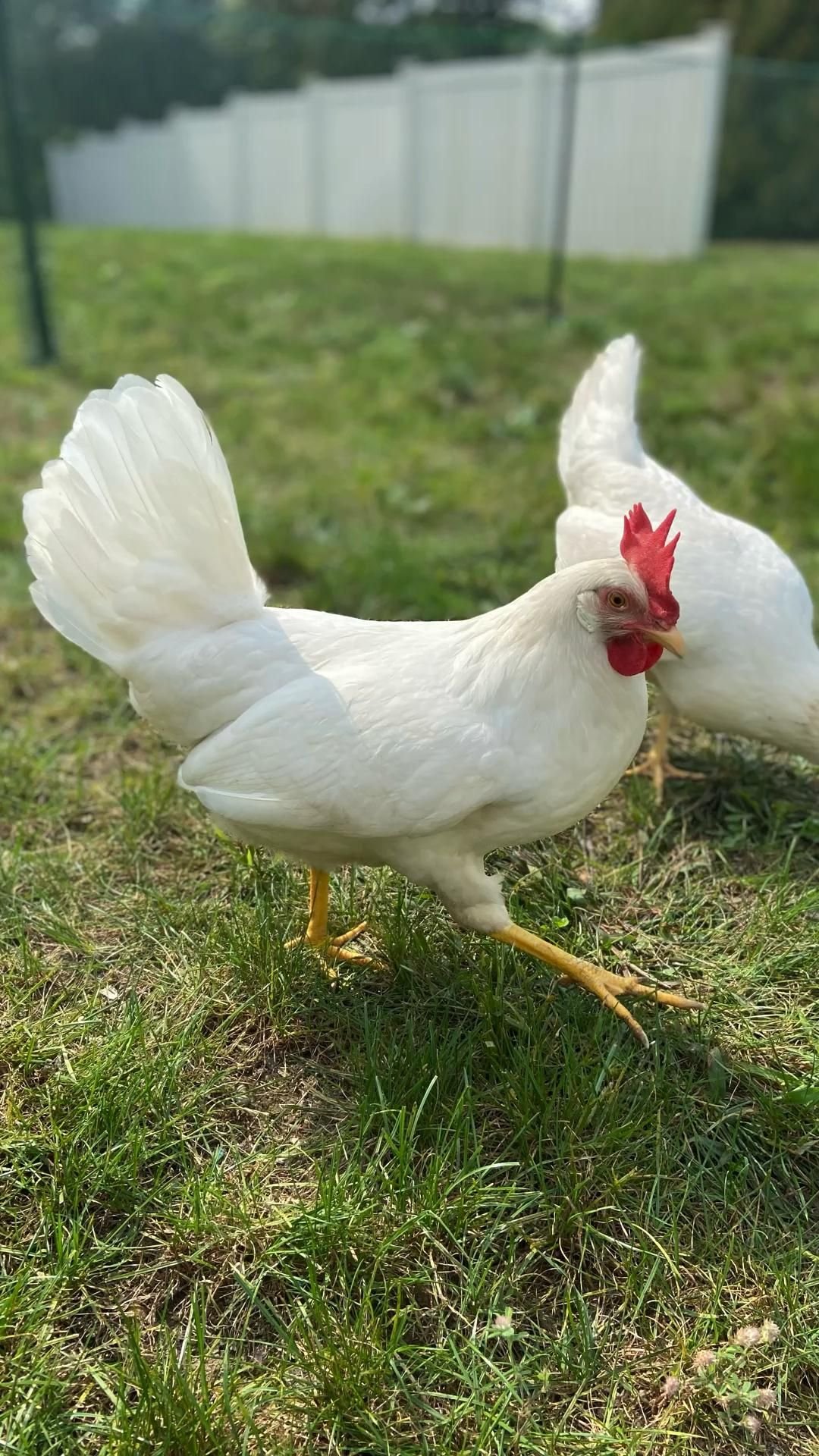 đá gà thomo ngày 18 tháng 7 đá gà thomo ngày 18 tháng 7