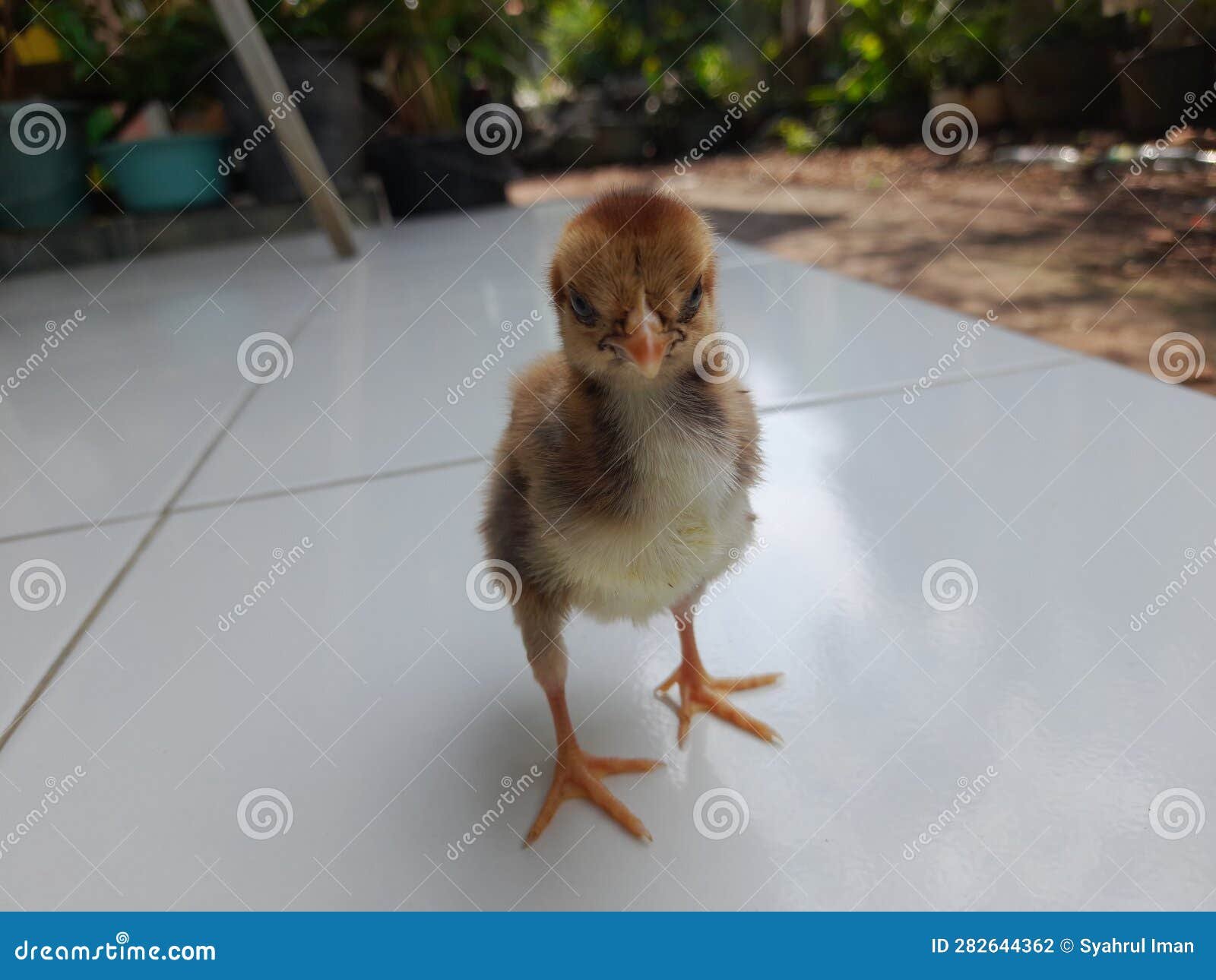 dưỡng thương gà đòn sau khi đá về dưỡng thương gà đòn sau khi đá về