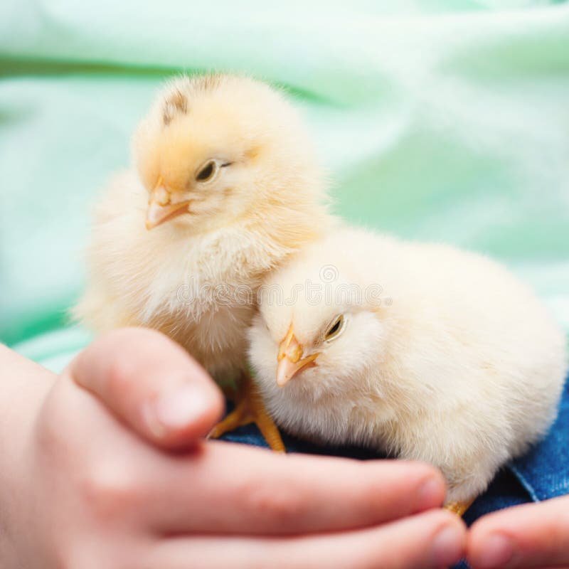 mua bán gà đá tiền giang mua bán gà đá tiền giang