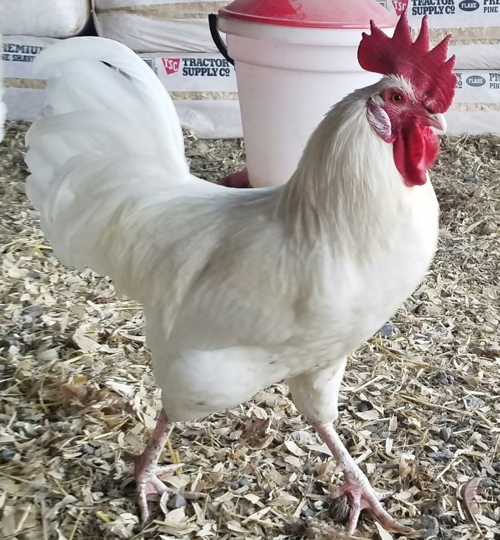 gà 1kg4 đá cựa bao nhiêu gà 1kg4 đá cựa bao nhiêu