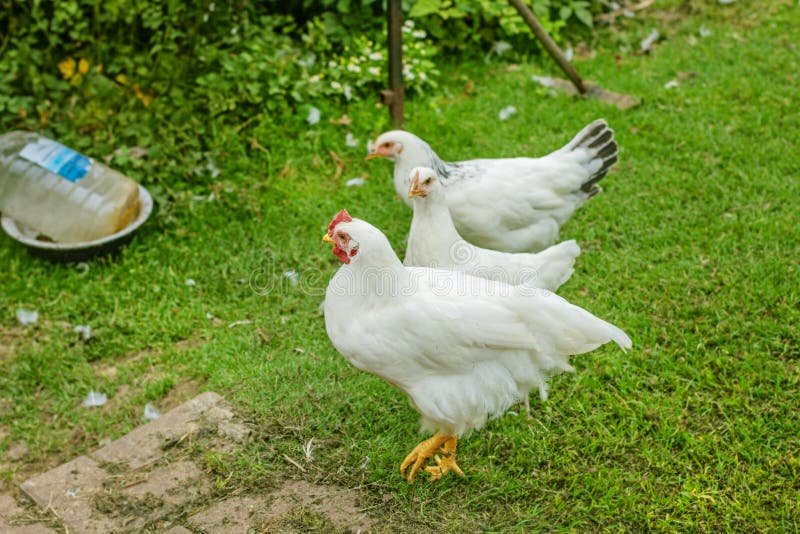 đá gà campuchia ngày 25 tháng 5 năm 2019 đá gà campuchia ngày 25 tháng 5 năm 2019