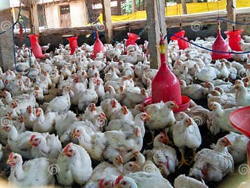 xem đá gà cựa sắt trực tiếp xem đá gà cựa sắt trực tiếp