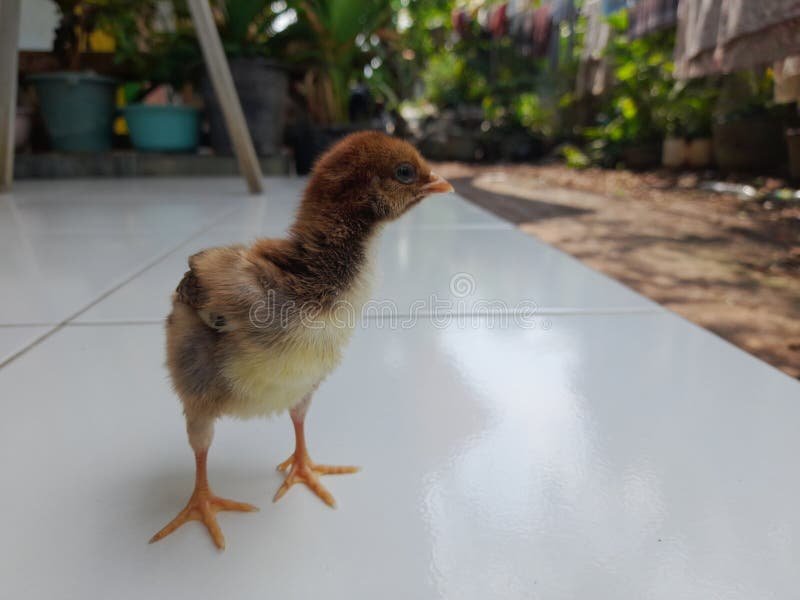 đá gà cựa sát tốc độ đá gà cựa sát tốc độ