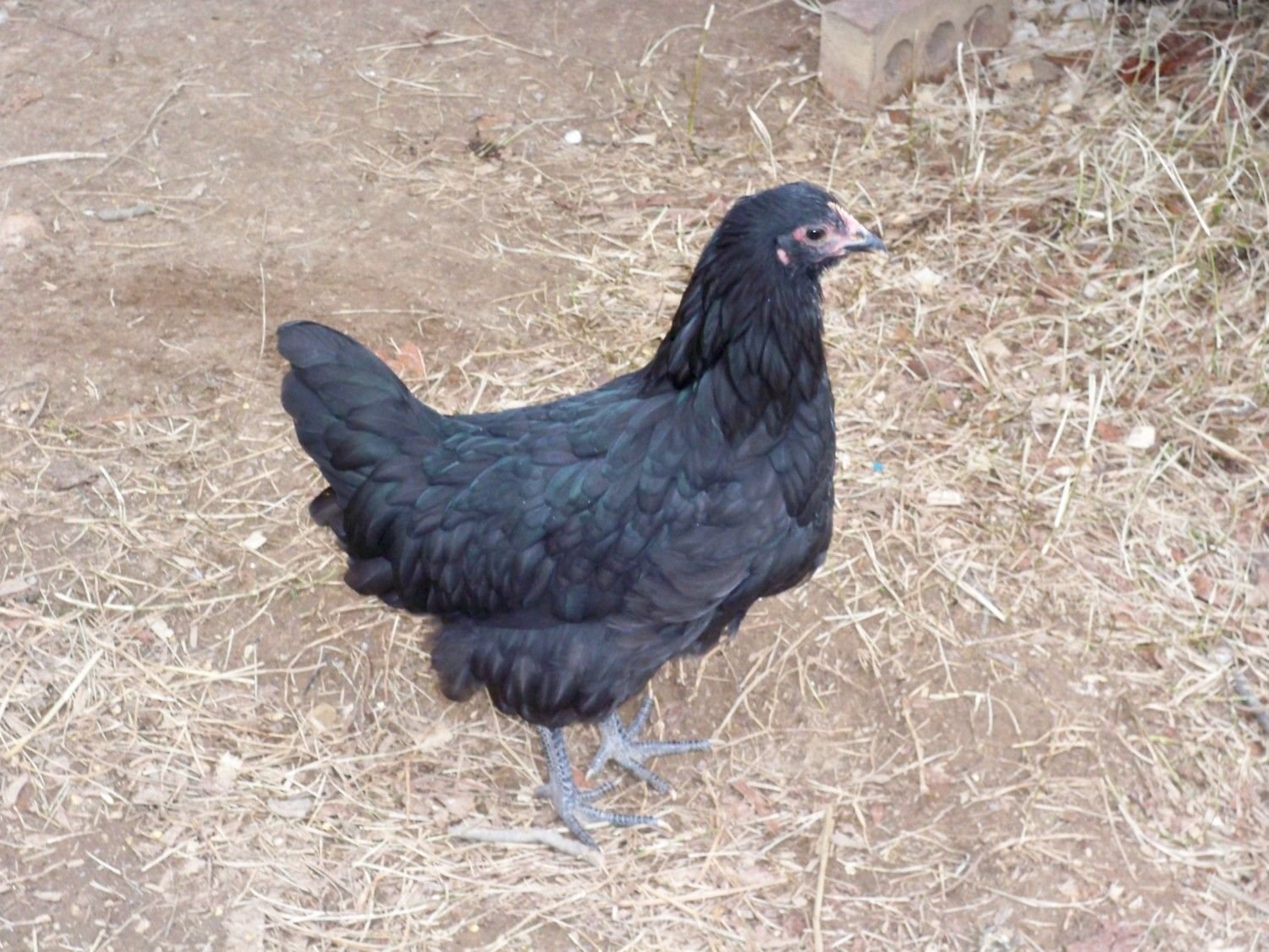 gà đá ngọc tuyền cần thơ