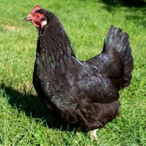 thuốc trị thương cho gà đá thuốc trị thương cho gà đá