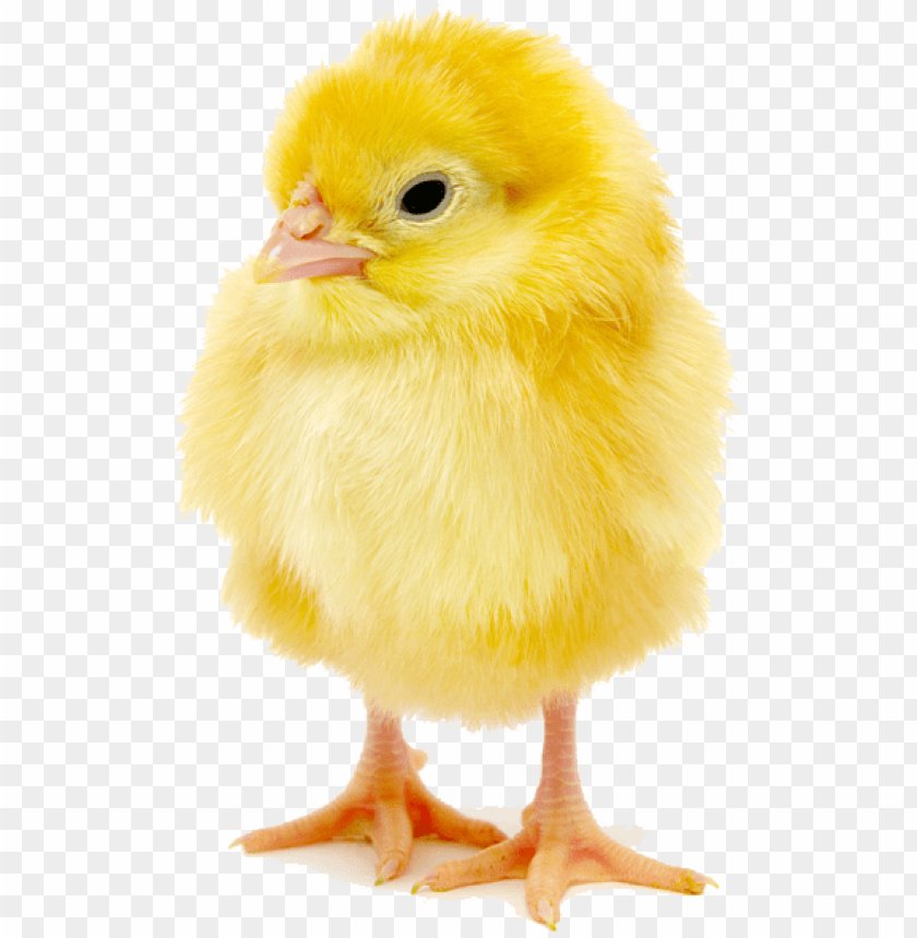 cách trị tang cho gà đá cách trị tang cho gà đá