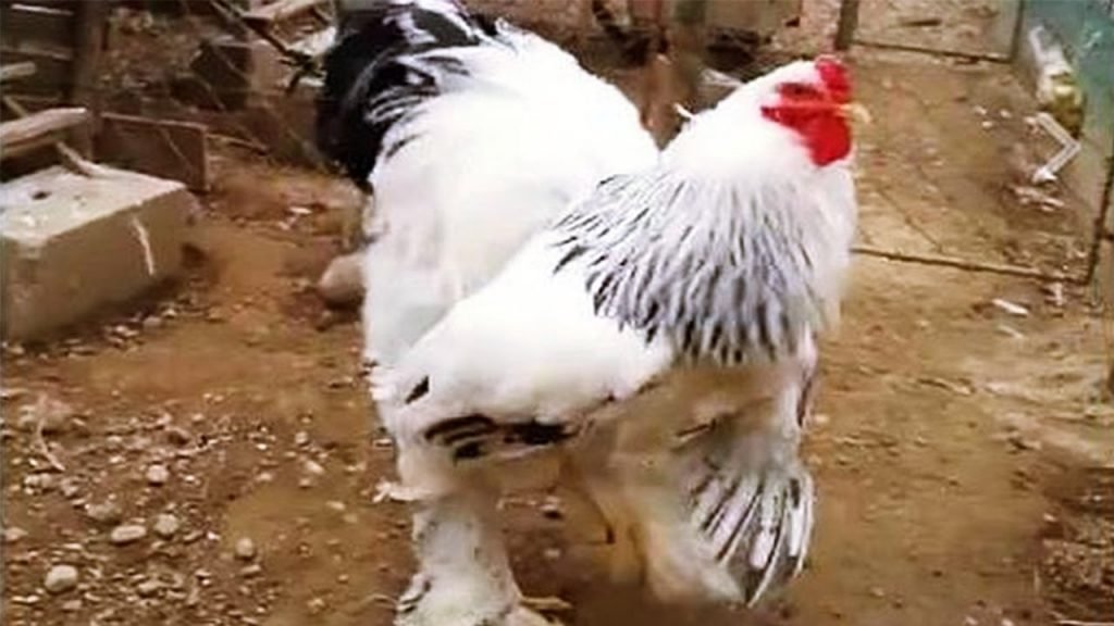 thuốc nuôi gà đá tăng bo thuốc nuôi gà đá tăng bo