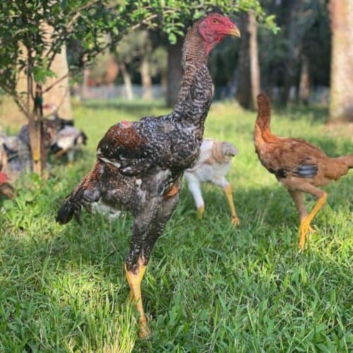 phù cát gà đá phù cát gà đá