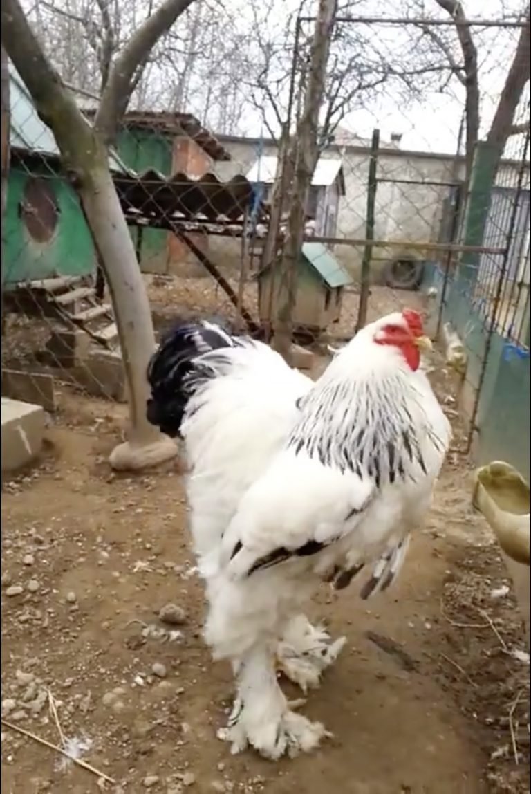 tai sao gà trống gặp nhau lai đá nhau tai sao gà trống gặp nhau lai đá nhau