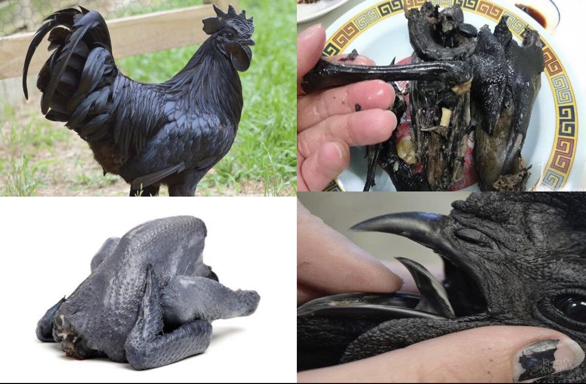 đá gà trực tiếp ucw88 đá gà trực tiếp ucw88