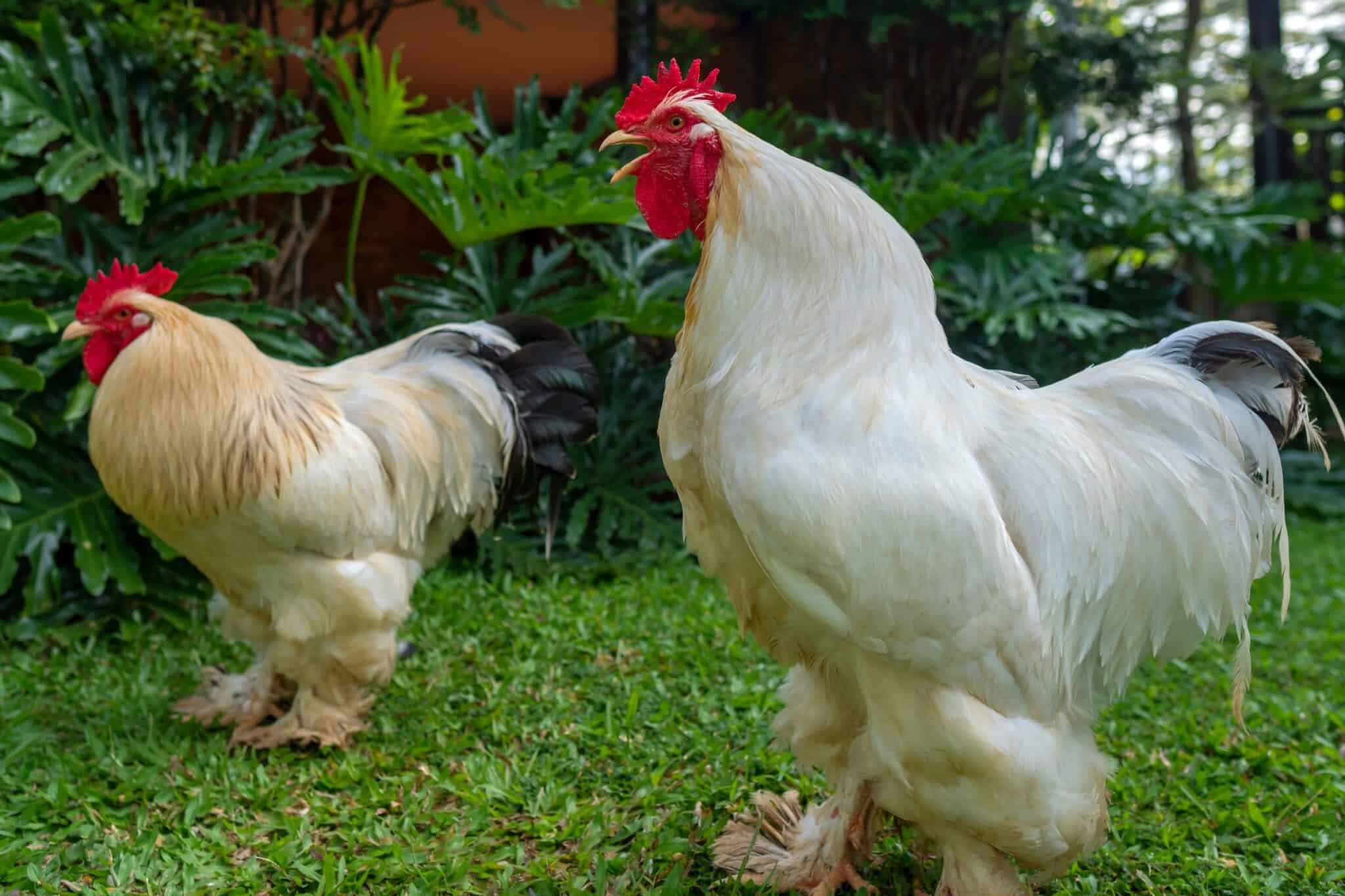 đá gà trực tiếp hôm nay thomo đá gà trực tiếp hôm nay thomo