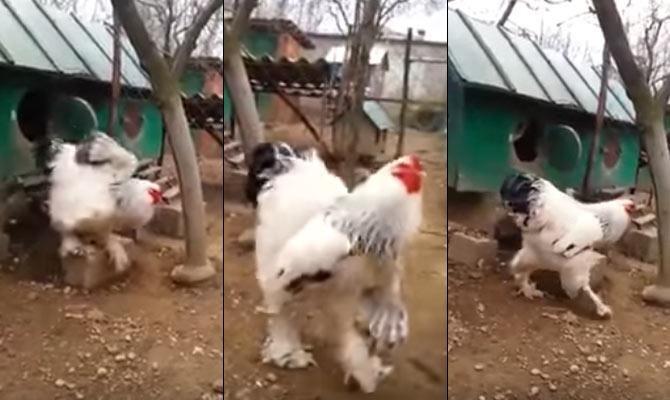 bắt gà đá bắt gà đá