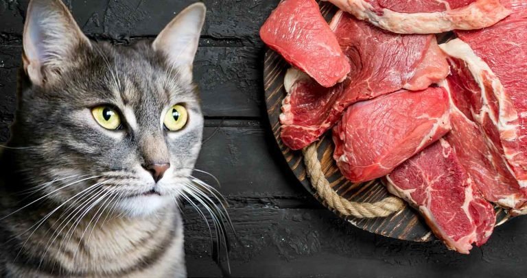 xem giải gà đá xem giải gà đá