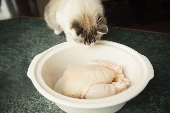 cộng đồng đá gà cộng đồng đá gà