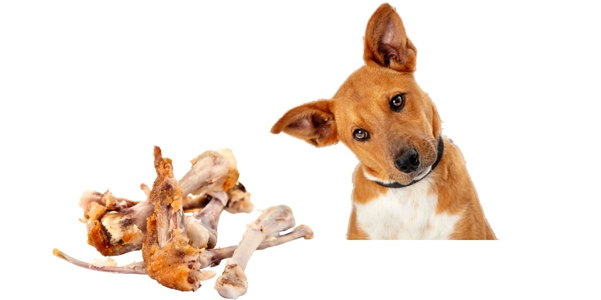 chọn gà đá cựa sắt chọn gà đá cựa sắt