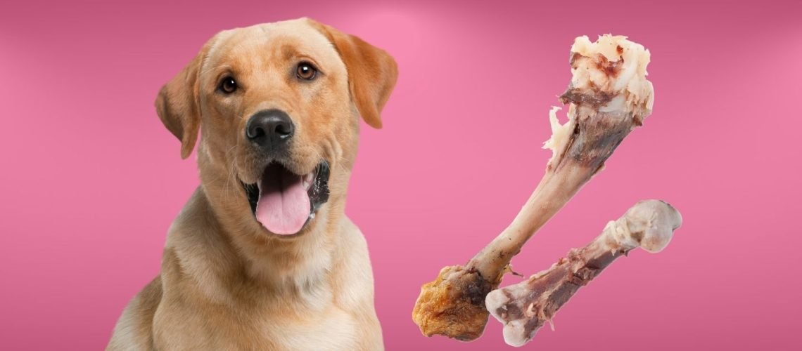 cách tự đổ gà đá cách tự đổ gà đá
