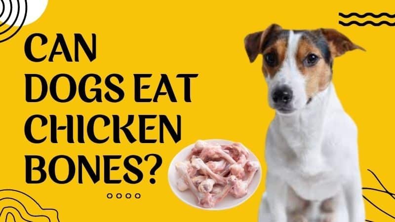 gà chọi chuyên đá đầu mặt,Giới Thiệu Về Gà Chọi Chuyên Đá Đầu Mặt gà chọi chuyên đá đầu mặt,Giới Thiệu Về Gà Chọi Chuyên Đá Đầu Mặt