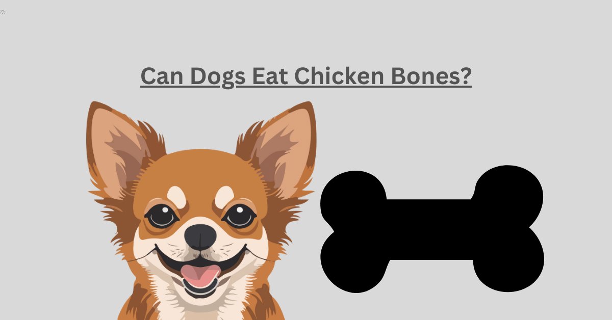 đá gà thomo là gì đá gà thomo là gì