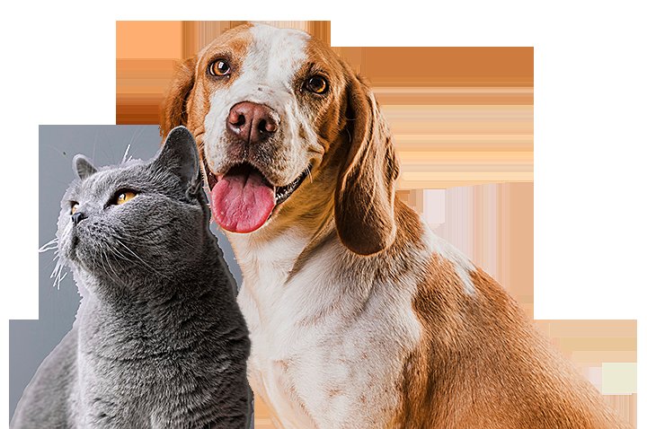 thuốc nhỏ gà đá cựa sắt thuốc nhỏ gà đá cựa sắt