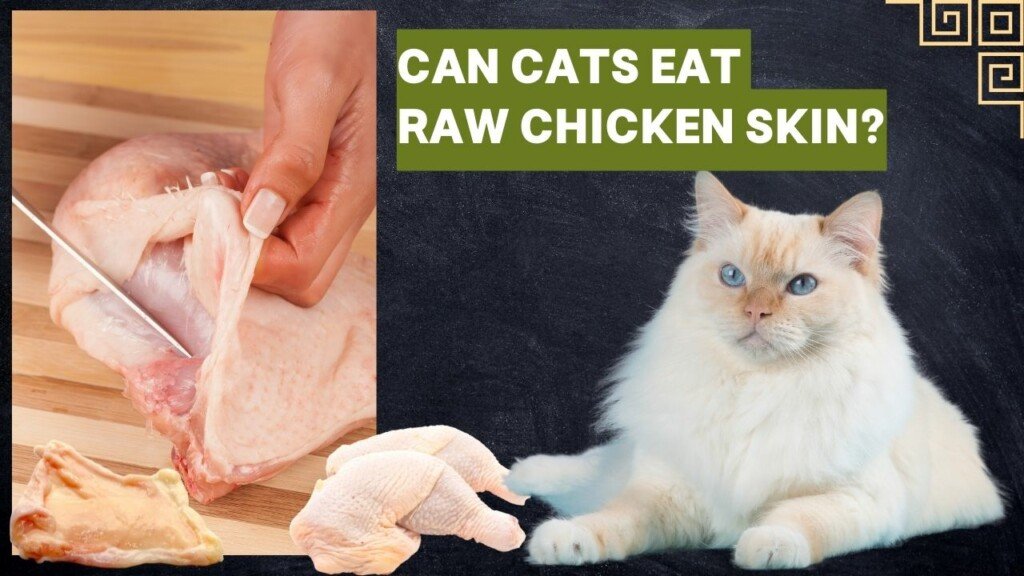cách coi chân gà đá hay cách coi chân gà đá hay