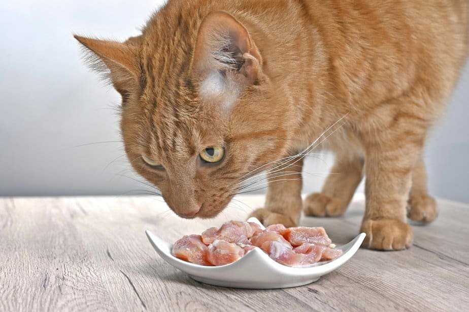 cách xem vảy gà đá hay cách xem vảy gà đá hay
