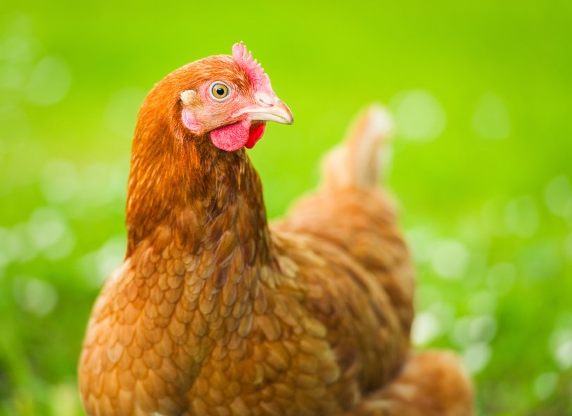 Khám Phá Mô Hình Nuôi Gà Đá Hiệu Quả Nhất Tại Việt Nam